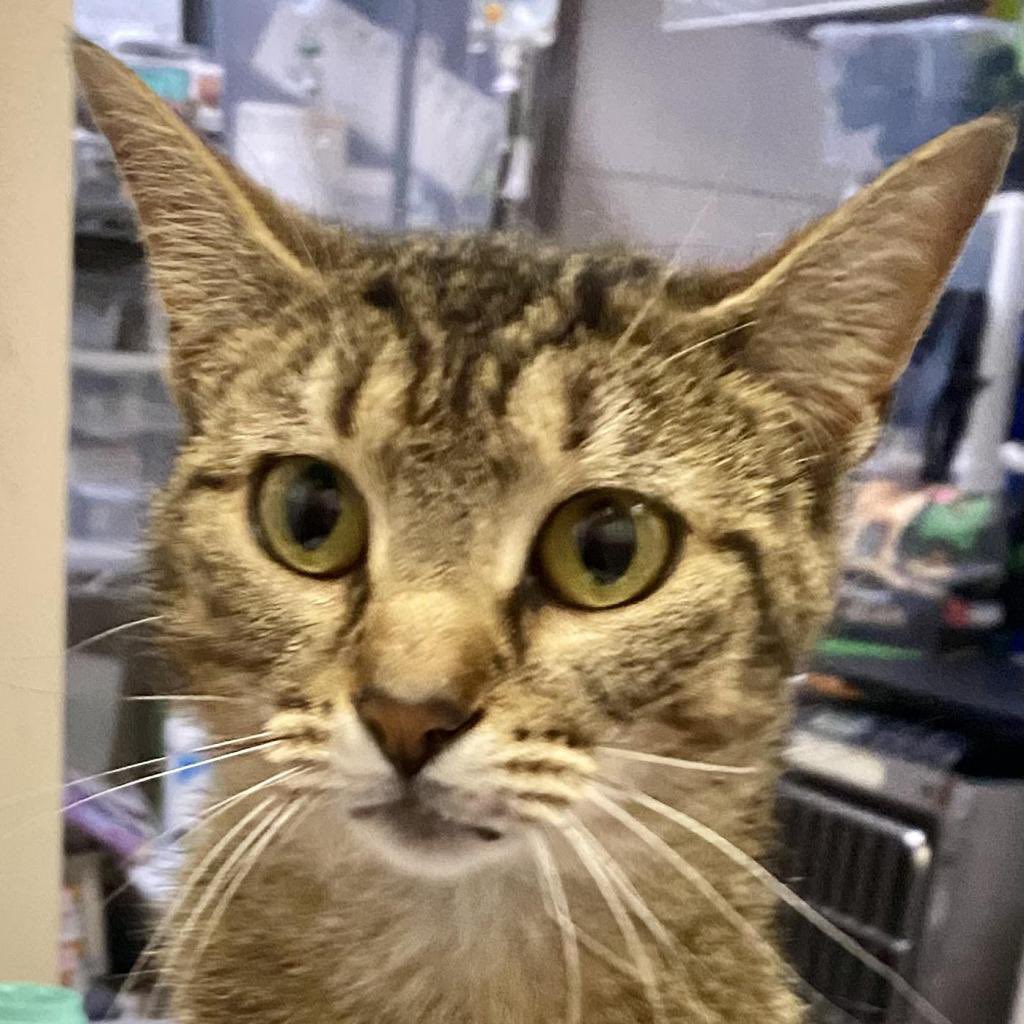 Maggie 💕

#CatsofTwtter #adoptme