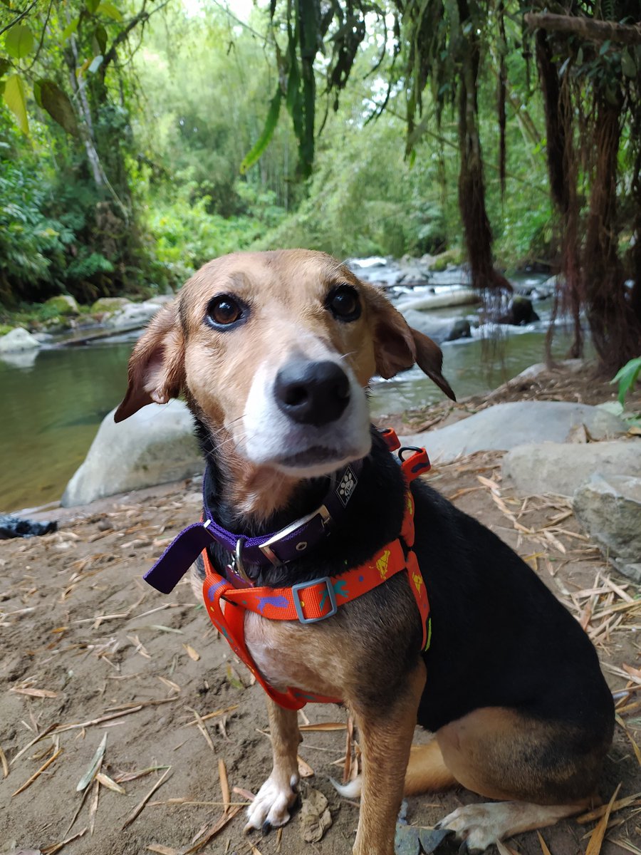 mariap9713's tweet photo. Hoy me sentí muy tranquila y muy feliz. Mi bebé conoció un río y nos dimos cuenta que le da miedo el agua. https://t.co/m4GtXJU40d