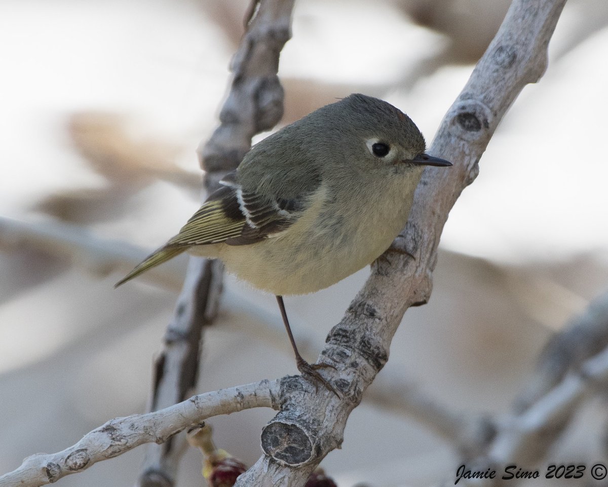 frontrangebird's tweet image. Zeiss Deals and More Inside! - mailchi.mp/frontrangebird…