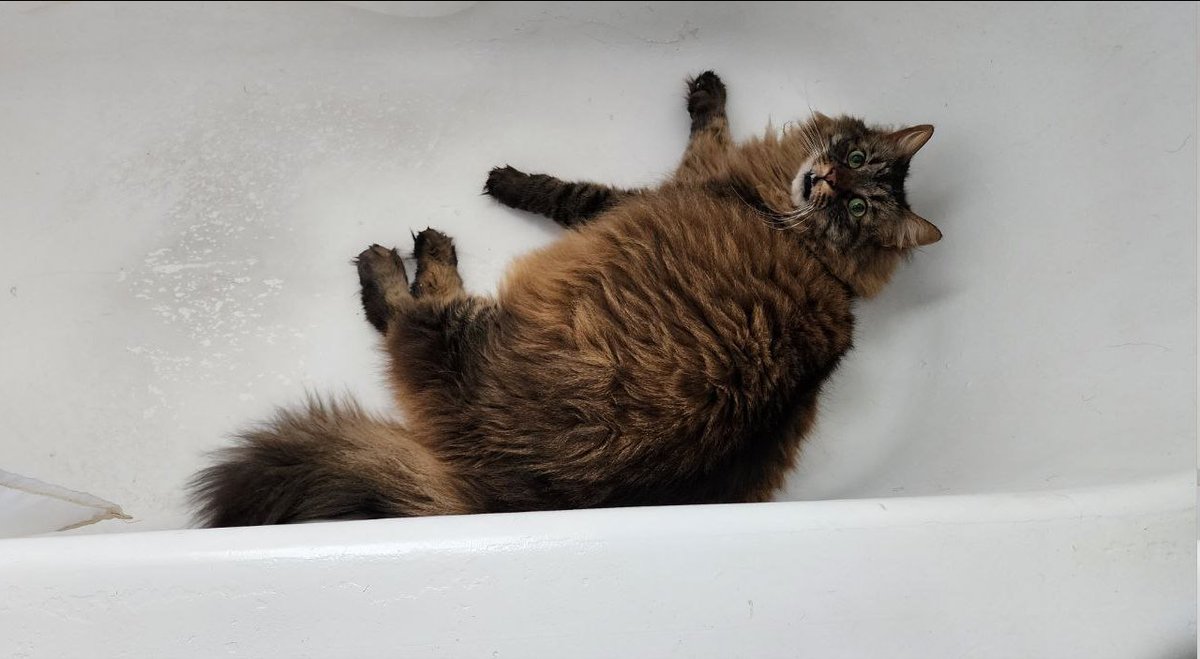 I swear my cat sometimes....Nemo flew into the bathtub when I was going in the bathroom after walking in the door from work.  He rely lub tub I suppose?