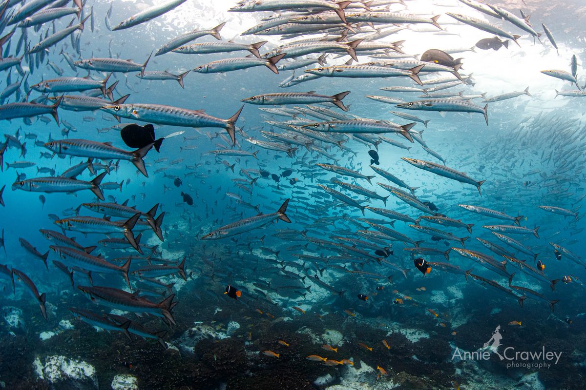 anniecrawley tweet media