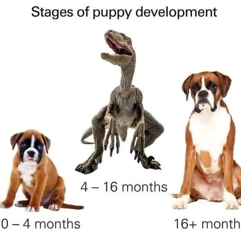 imgur's tweet photo. Velocipuptor. https://t.co/3dy42yyi9h