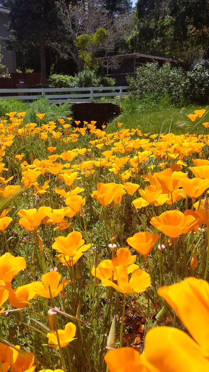 Daily walk #californiapoppies #flowerreport