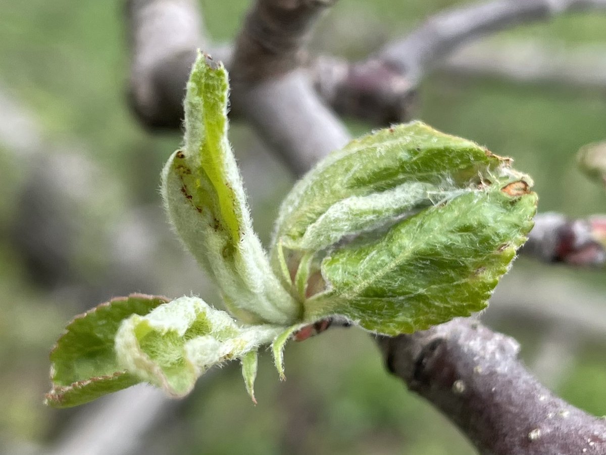 Cool weather has been keeping insect activity fairly quiet but still some signs of early spring-feeding caterpillar damage creeping in 🍎🍏 #onapple #onfruit #scout2023 #IPM