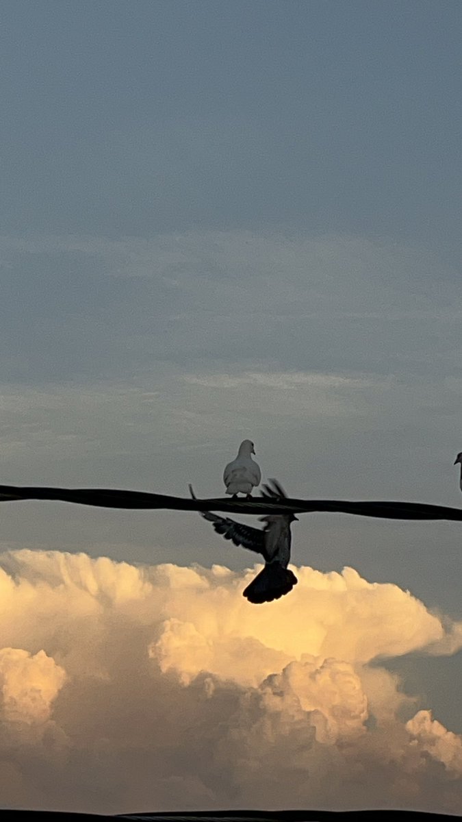 رولا الحسن ✨ tweet media