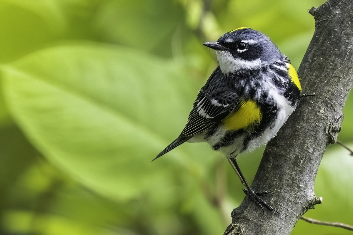 Native Blueberry (@nativeblueberry) on Twitter photo Is anything more perfect than wildlife? This stunning Yellow-rumped Warbler was at The Point in <a href="/CentralParkNYC/">Central Park</a> this afternoon. #birdcpp Is anything more perfect than wildlife? This stunning Yellow-rumped Warbler was at The Point in <a href="/CentralParkNYC/">Central Park</a> this afternoon. #birdcpp
