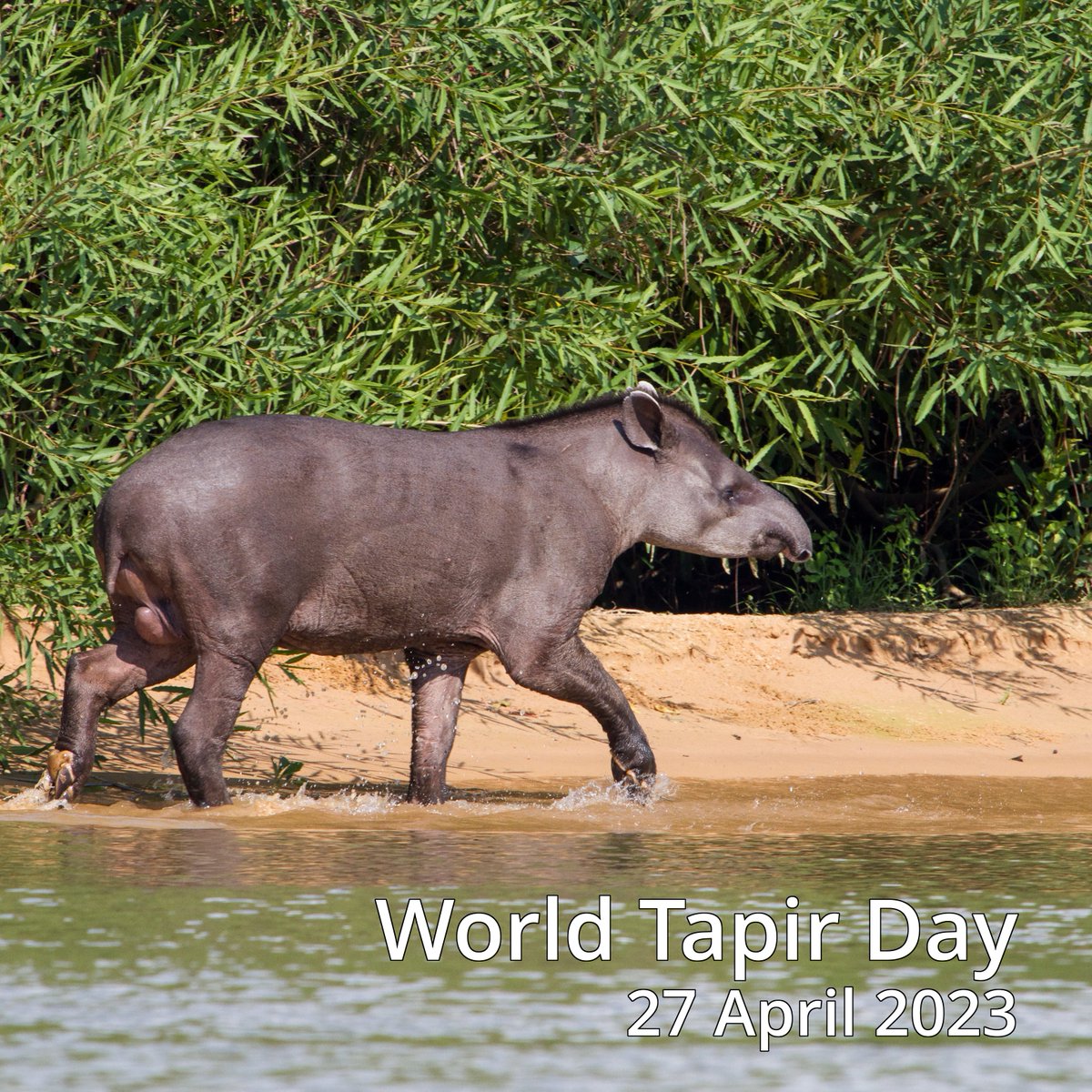 worldtapirday's tweet photo. It's #WorldTapirDay! On this day we raise awareness of threats they face. Tapirs play a crucial role in protecting their habitats in Central and South America and in Southeast Asia. They face extinction unless we act to help them and countless other species. https://t.co/PWB6fa3NdP