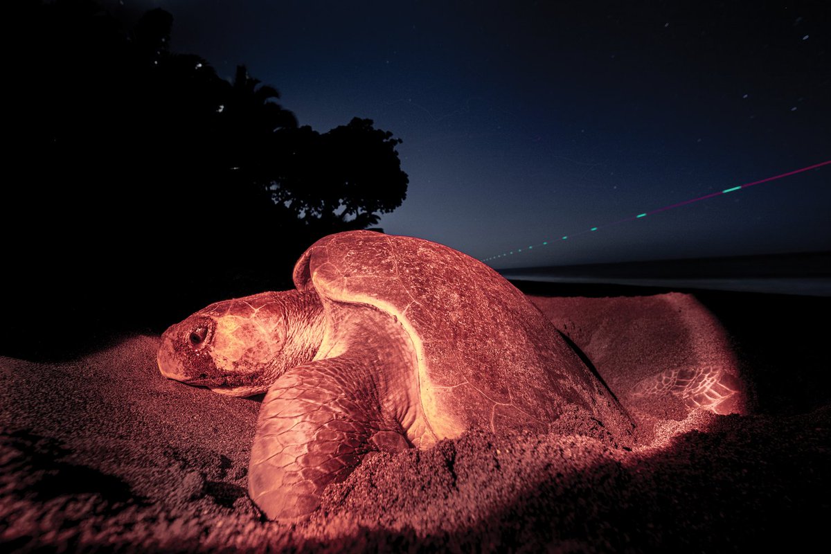 OceanicSociety's tweet photo. Testing of thermal drones in Costa Rica has shown that drones can effectively spot sea turtles and tracks; differentiate between sea turtle species; & see hatchlings, wildlife, & humans, on the beach at night. #SWOTReport18
📸 Andy Whitworth
🐢 https://t.co/XNbFwTJsvE https://t.co/jqyR1z30j7