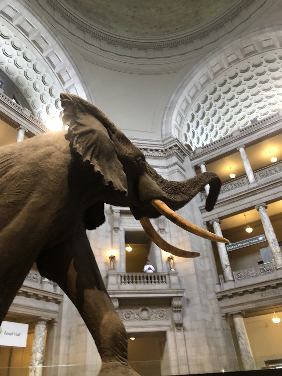aandroski's tweet photo. After spending the day on the Hill advocating for @NSF funding with @mwdmccloy and talking about my work with natural history collections, I made it to @NMNH for a brief run through the museum before closing! #CollectionsAreEssential https://t.co/hhnk1OuqUP