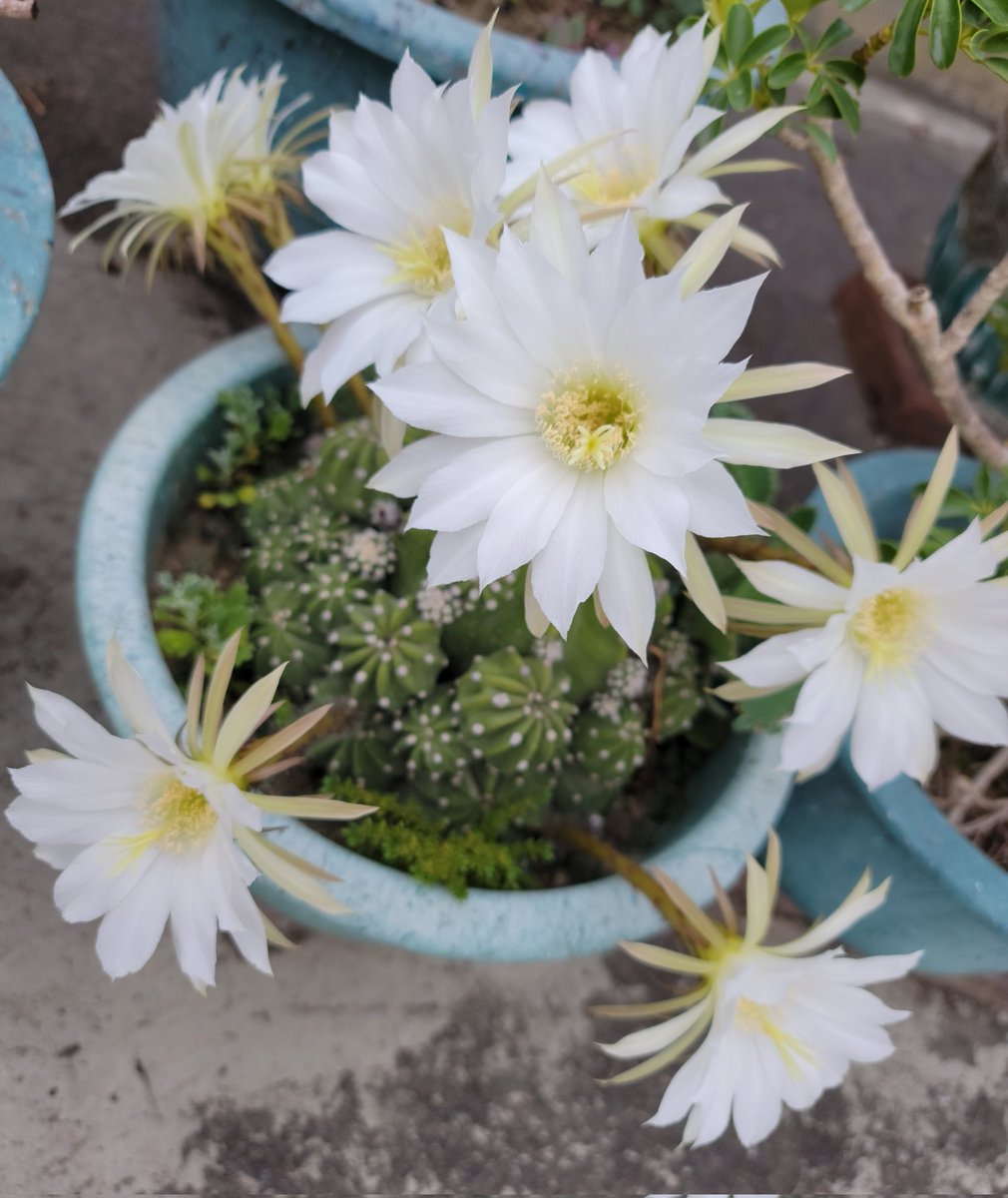 Point Knife Six (@six_knife) on Twitter photo 