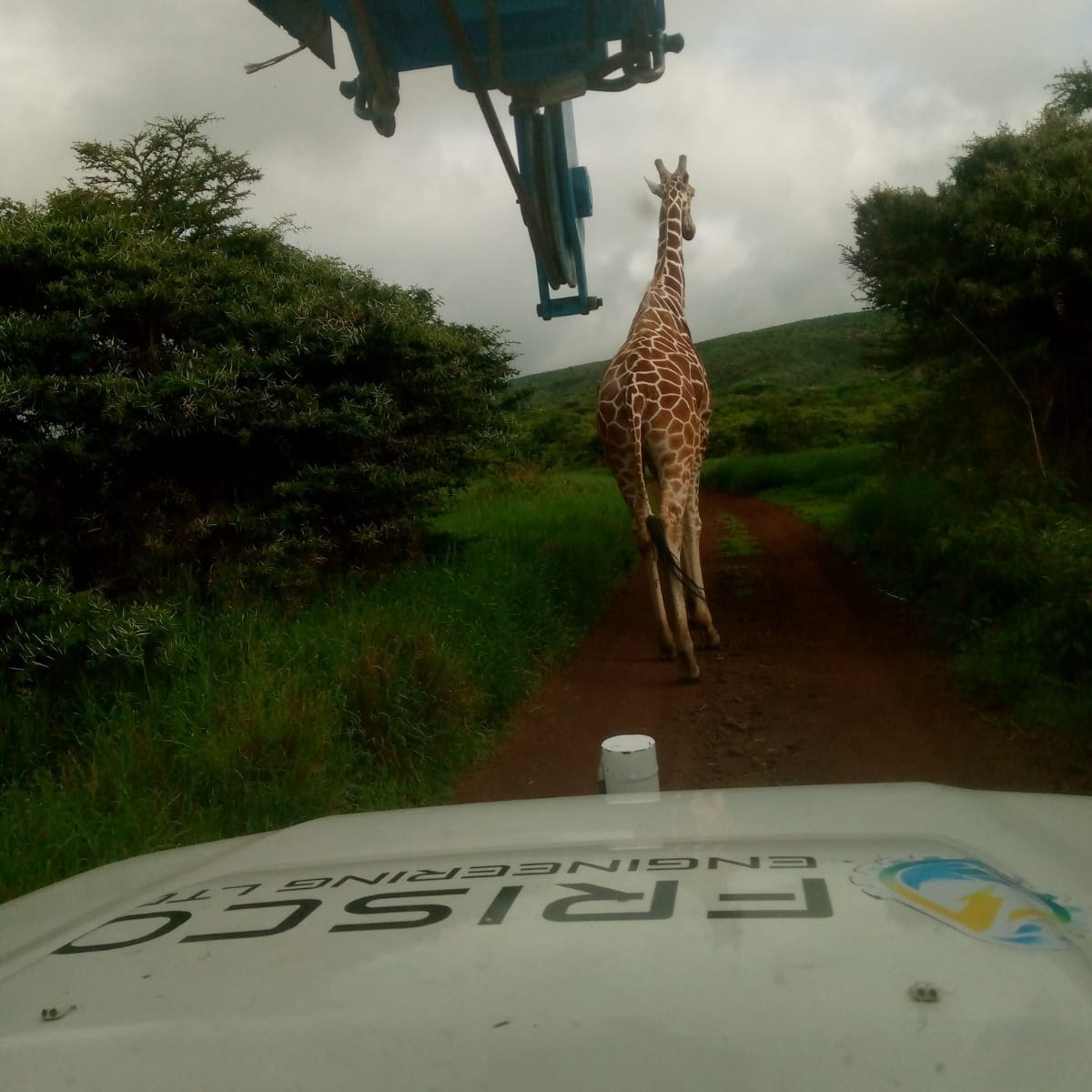 FriscoLimited's tweet photo. Sometimes, life surprises you with moments of sheer beauty and awe.
#friscoengineering 
#naturelovers
#wildlifephotography 
#lewawildlifeconservancylew https://t.co/gGyi1SGCeu