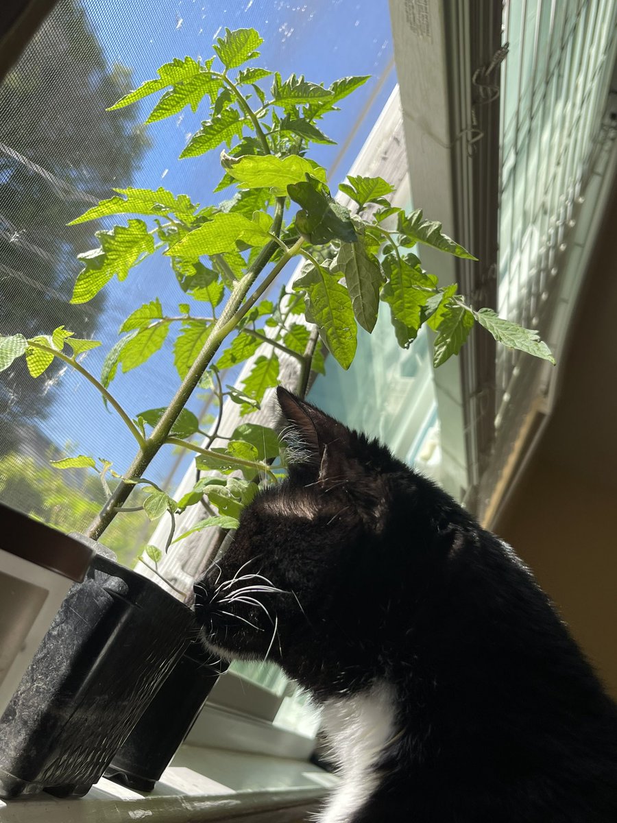 Duuraznoo's tweet photo. I was wondering which out of my two demons bit chunks out of my tomato plant and of course. I was right. (Don’t judge me I’m working on a permanent home for these plant babies)
#springking https://t.co/3KmcHrrYRo