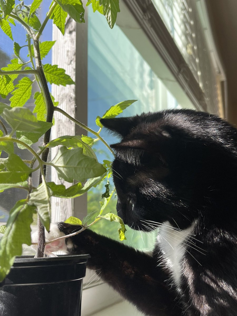 Duuraznoo's tweet photo. I was wondering which out of my two demons bit chunks out of my tomato plant and of course. I was right. (Don’t judge me I’m working on a permanent home for these plant babies)
#springking https://t.co/3KmcHrrYRo
