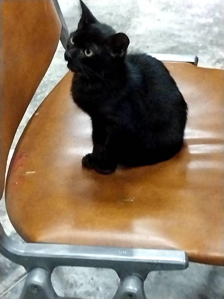 Josebluebeat's tweet image. #Pzo #PuertoOrdaz gatica en adopción, una amiga la consiguió en la calle y la tiene en su casa pero no puede quedársela, está en alta vista. @azuleja13_ @fundaproba