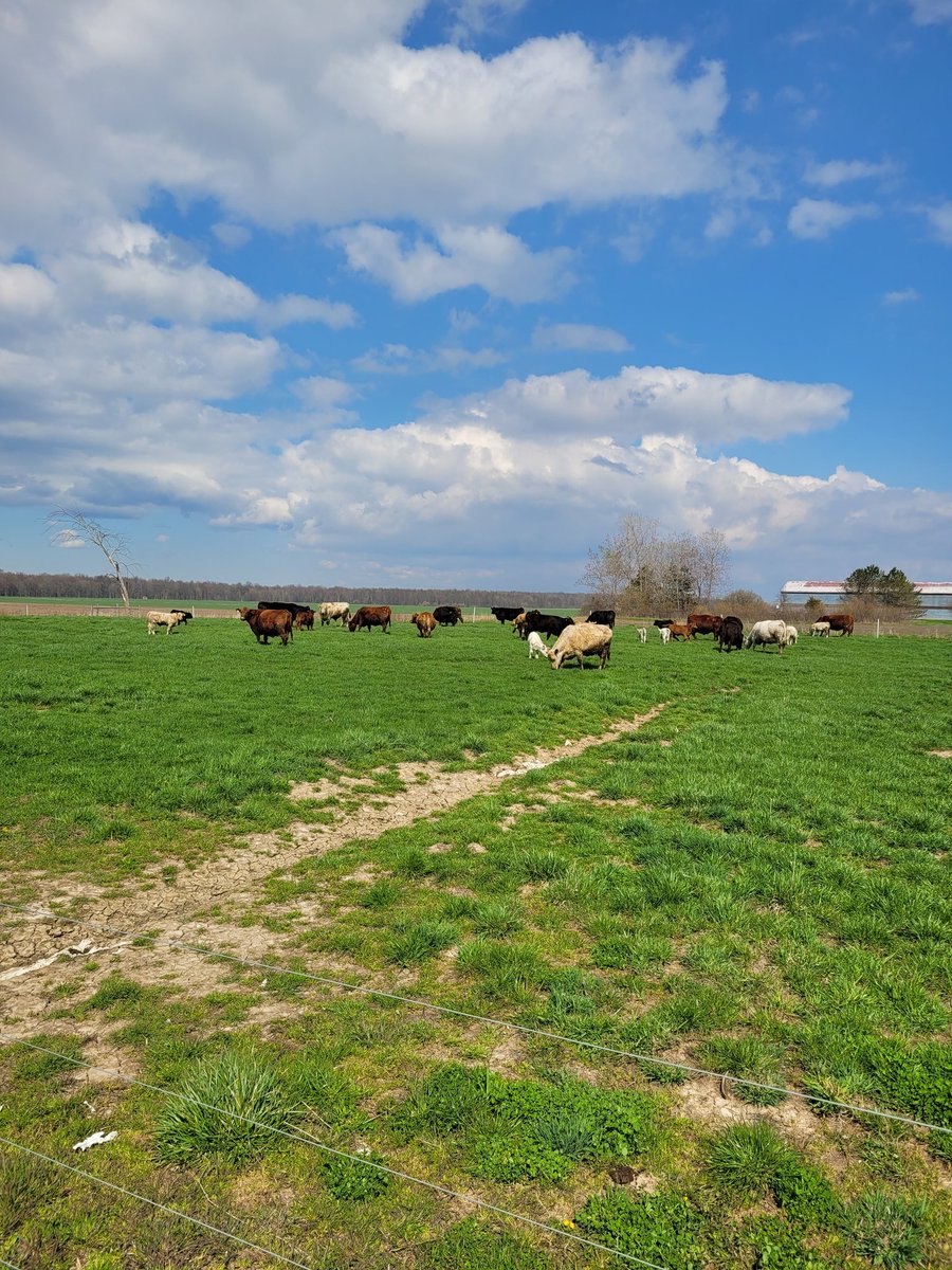 Pasture turnout day is always fun.