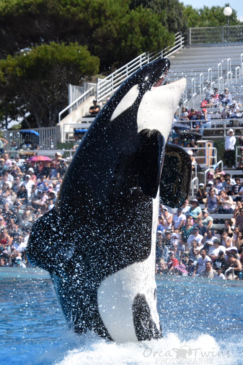 🦖 🦖 RAWR!! We are half way through the week
-
-
@seaworld #seaworld #seaworldsandiego #orca #orcawhale #killerwhale #shamu