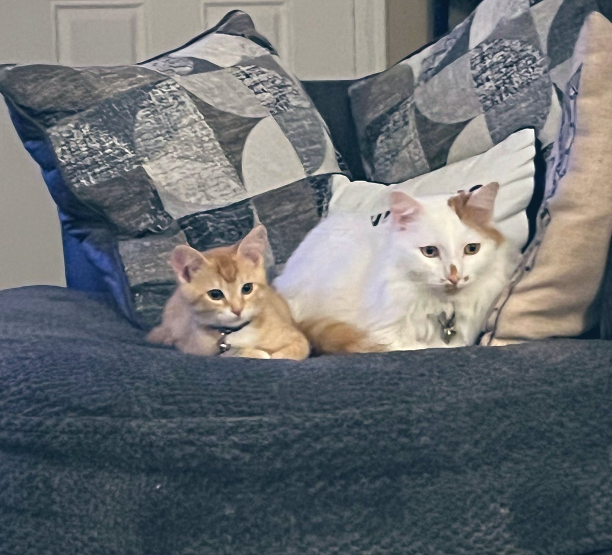 ToebeanBrigade's tweet photo. 🐾 If Loki doesn’t meet his cuddle quota, I think he’d simply wither away 💚🐾

#Cat #CatsOfTwitter #CatsOnTwitter #CatsAreFamily https://t.co/IKyNM0ggL6