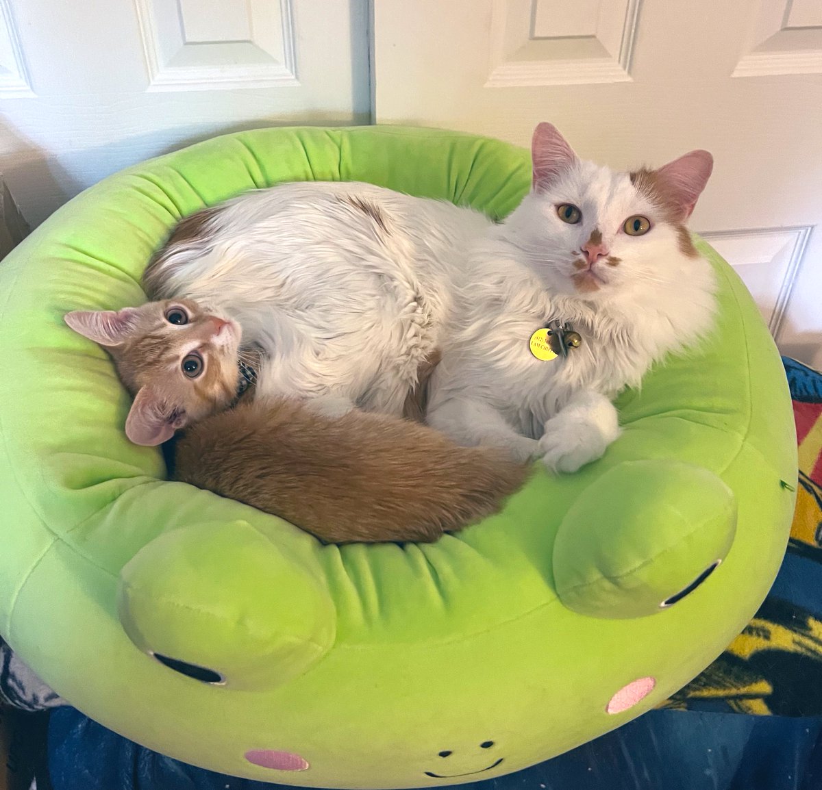 ToebeanBrigade's tweet photo. 🐾 If Loki doesn’t meet his cuddle quota, I think he’d simply wither away 💚🐾

#Cat #CatsOfTwitter #CatsOnTwitter #CatsAreFamily https://t.co/IKyNM0ggL6