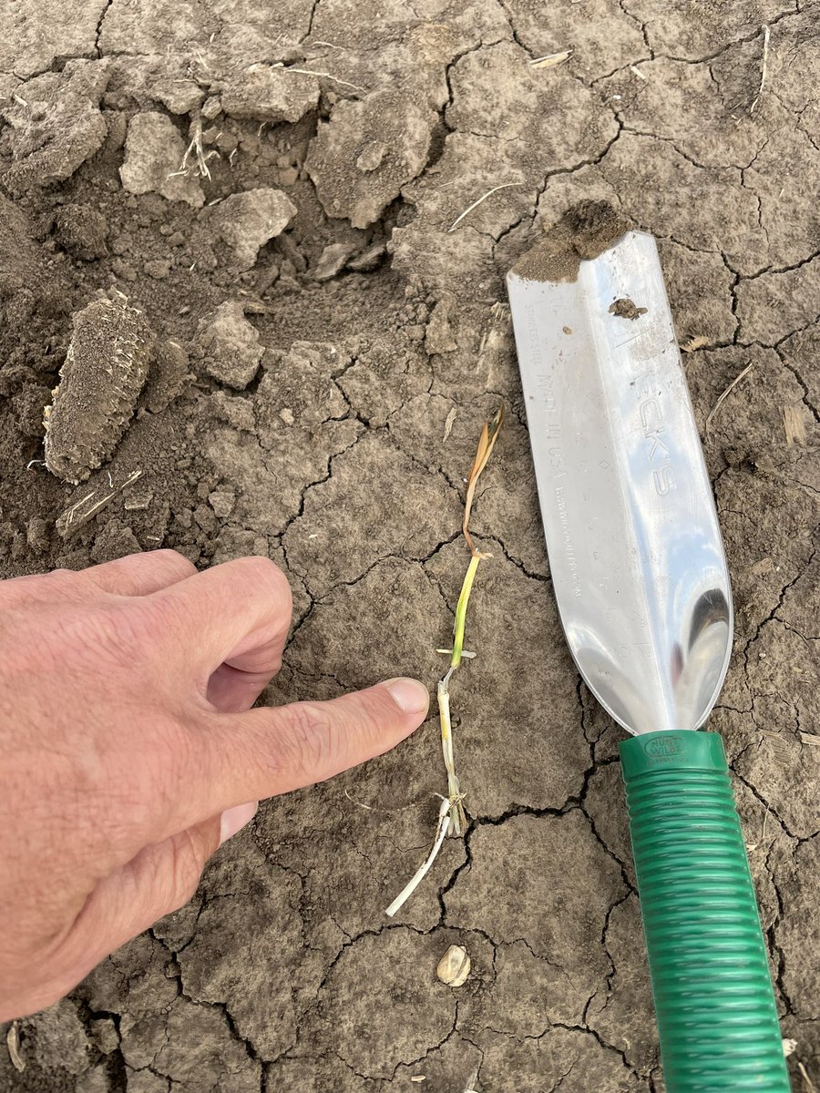 TrevorSENE's tweet photo. Our Goehner PFR crew planted a for-fun corn stress emergence plot on March 20th. .20” of rain and too dry conditions were the biggest limiting factor, very uneven emergence, all coming back after the frost, more to come up/some leafed out at 183 GDU’s.  @BecksHybrids  @BecksAgNE https://t.co/ovhiFhWTgc