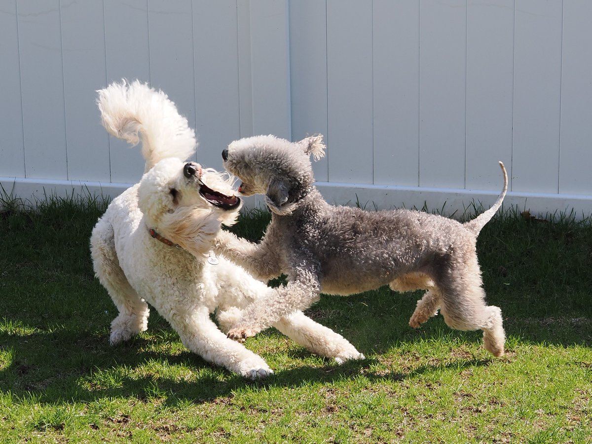 brokenmindprof's tweet photo. Ralph (#bedlingtons) and Hildie (#poodle) had a great time playing yesterday. She's bigger but he's so fast! I'm happy I caught him with all four feet off the ground. https://t.co/PsC41bin2t