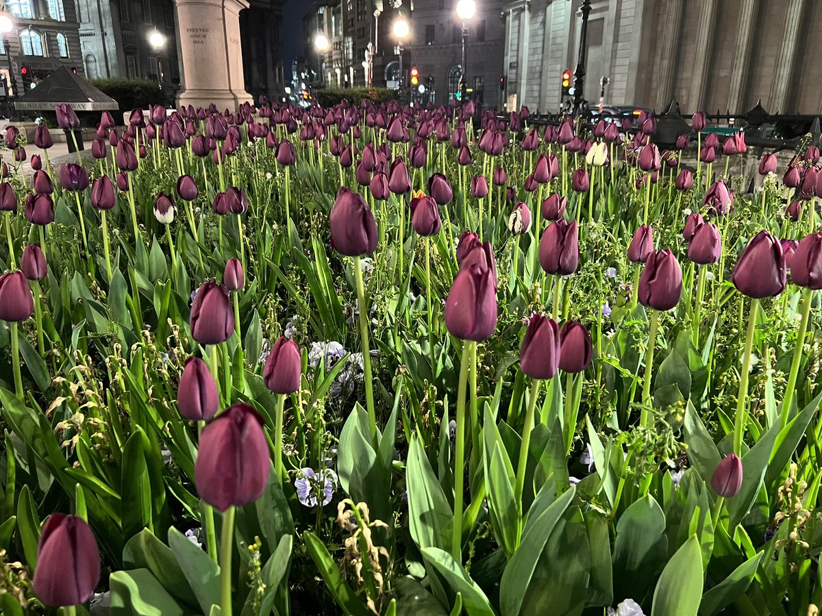 KayWierba's tweet photo. Didn’t expect to see a sea of tulips 🌷 outside Bank tube station this evening, but I did, so there
#tulips #flowers #night #nightphotography #bankstation #photooftheday #photography #photographer #naturephotography https://t.co/N4w6w6a7ul