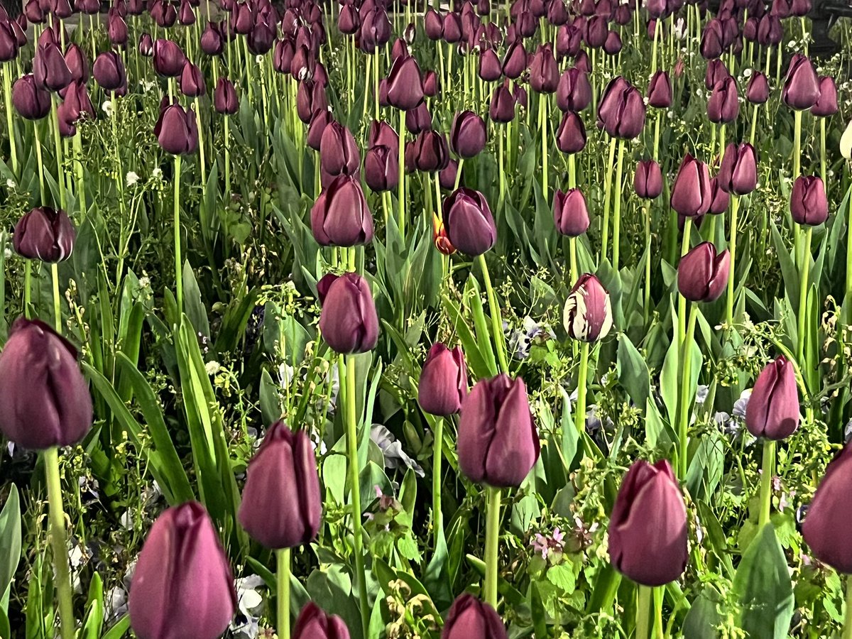 KayWierba's tweet photo. Didn’t expect to see a sea of tulips 🌷 outside Bank tube station this evening, but I did, so there
#tulips #flowers #night #nightphotography #bankstation #photooftheday #photography #photographer #naturephotography https://t.co/N4w6w6a7ul
