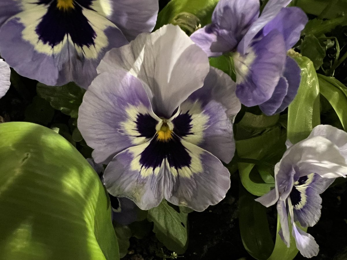 KayWierba's tweet photo. Didn’t expect to see a sea of tulips 🌷 outside Bank tube station this evening, but I did, so there
#tulips #flowers #night #nightphotography #bankstation #photooftheday #photography #photographer #naturephotography https://t.co/N4w6w6a7ul