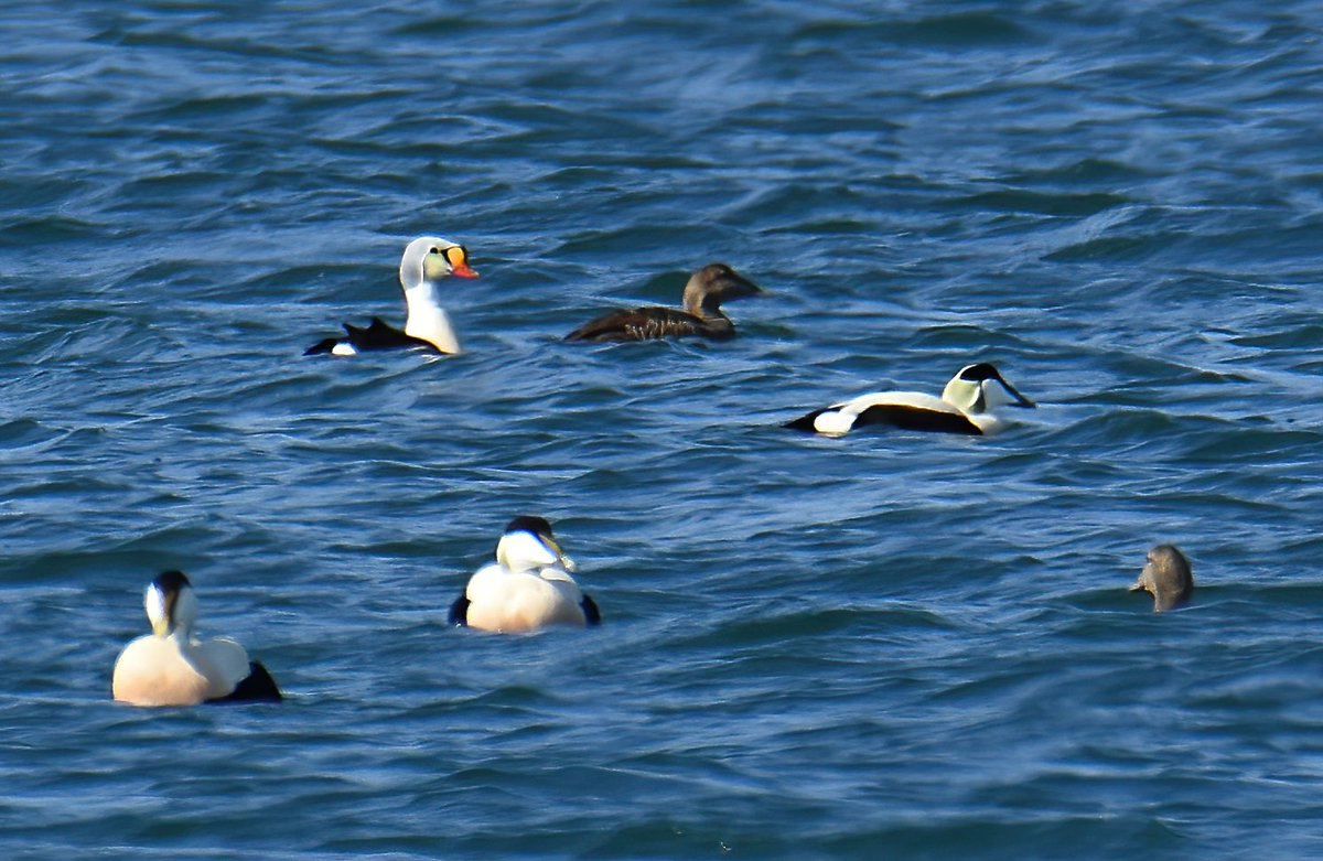 kris_gibb's tweet photo. Fife drake King Eider still off Earlsferry this morning (26/04), earlier a bit closer off Ruddon's Point. Pair of Surf Scoter off Lower Largo. 2cy Iceland Gull at Leven. https://t.co/uJiAotDGku