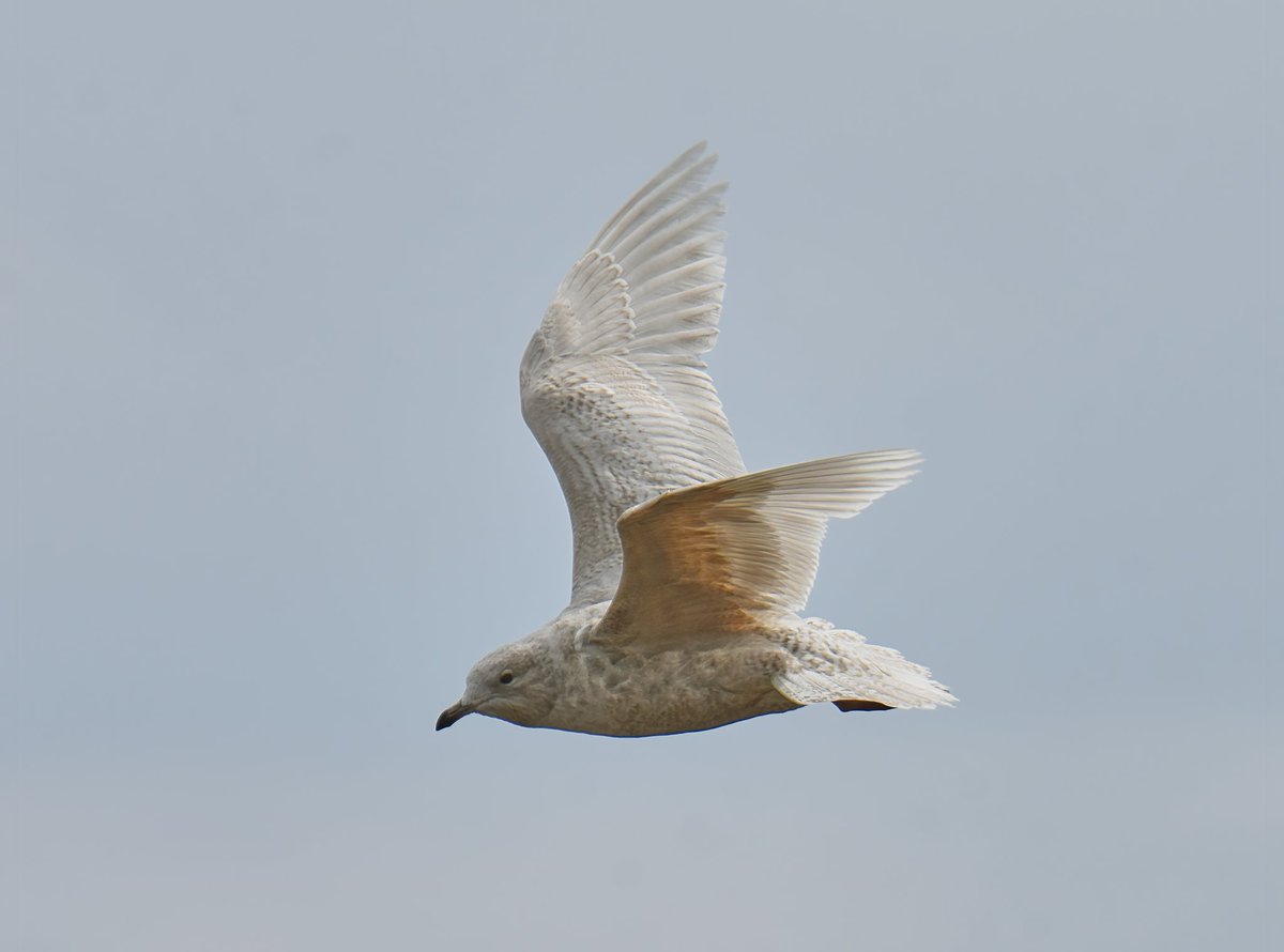 kris_gibb's tweet photo. Fife drake King Eider still off Earlsferry this morning (26/04), earlier a bit closer off Ruddon's Point. Pair of Surf Scoter off Lower Largo. 2cy Iceland Gull at Leven. https://t.co/uJiAotDGku