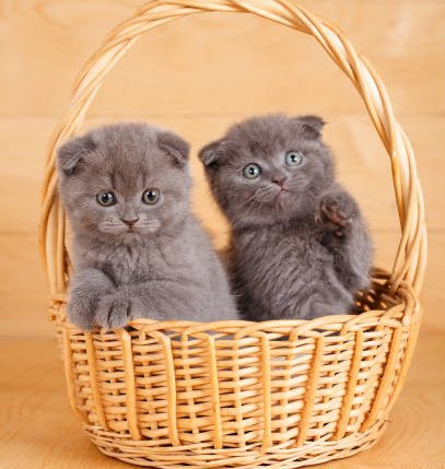 Does she now have 3 Scottish fold cats. 2 because of Derek, one because of Izzy, for her birthday? Yes, yes she does 

<a href="/lahey_izzy/">Izzy Lahey (PARODY/A&S EVENT/SH)</a> <a href="/EVOLVEDLUPUS/">𝙳𝚎𝚛𝚎𝚔 𝙷𝚊𝚕𝚎</a>