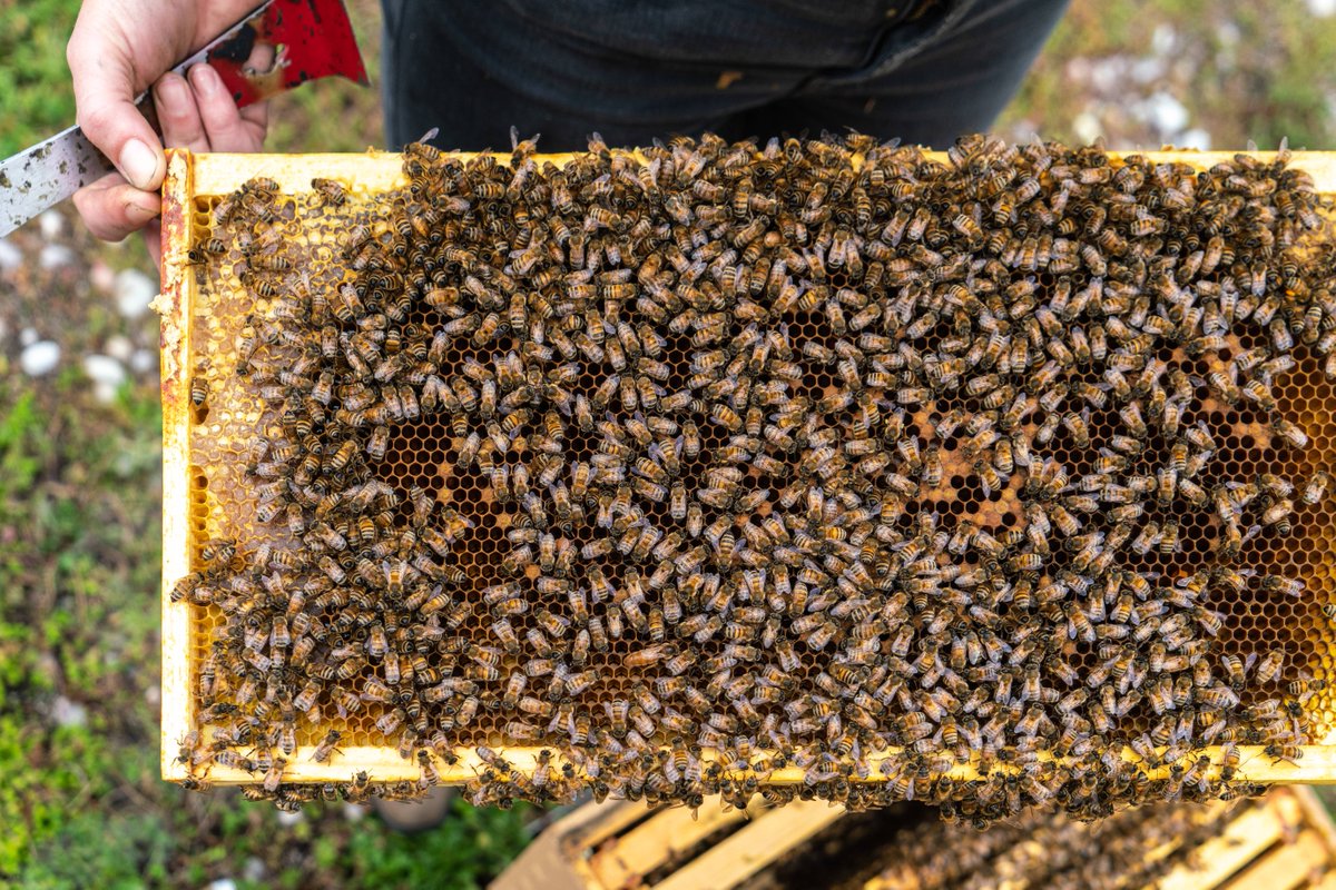 Ça bourdonne d’enthousiasme! Dans les ruches communautaires populaires du Village à Griesbach, les abeilles vont bientôt retourner au travail. Joignez-vous à nous pour soutenir la production locale de miel et le rôle vital des abeilles dans notre écosystème.