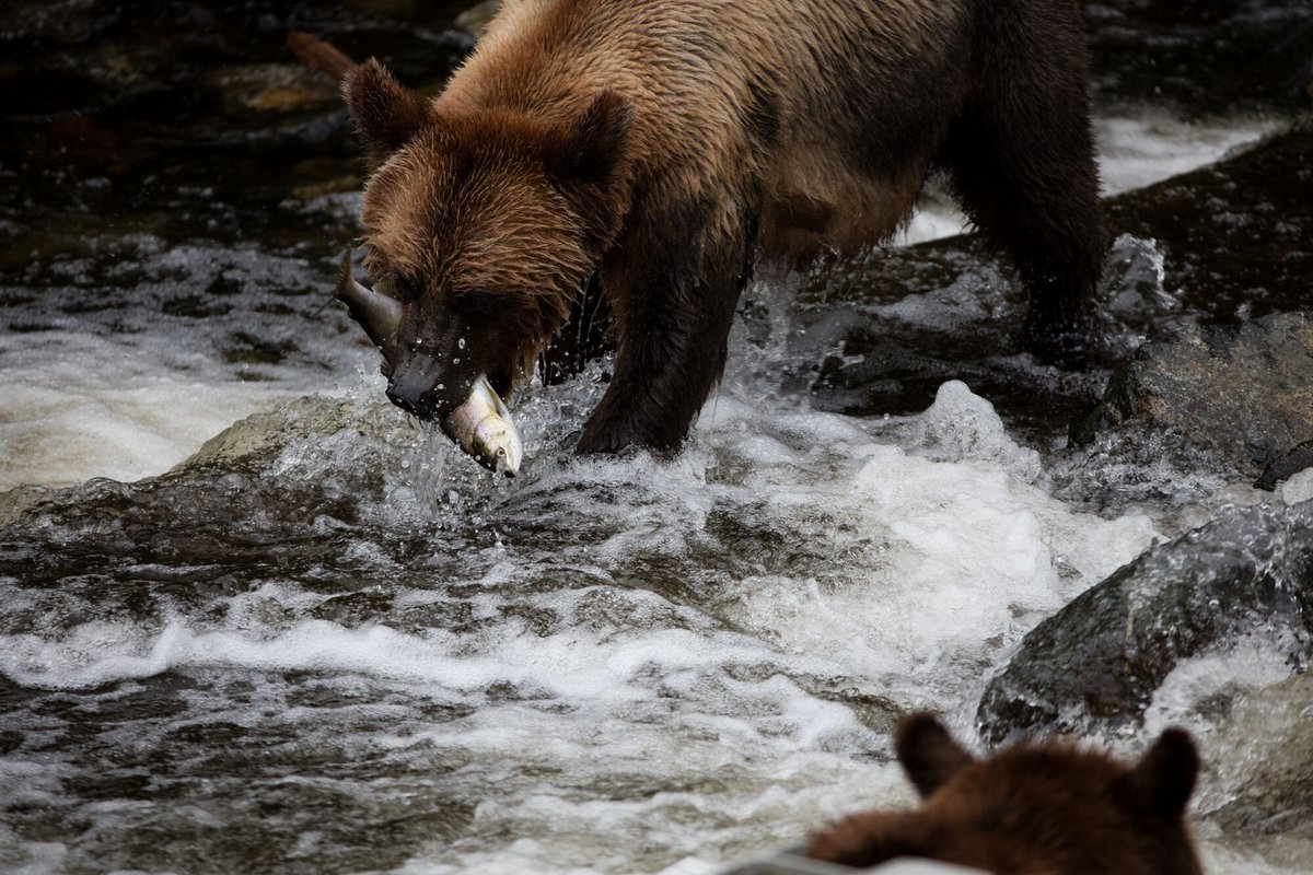 Manningpark's tweet image. #WildWednesday Feature - The majestic, powerful and beautiful bear!  📸 Supplied by @TIABC_CA 

Join us in celebrating Tourism Week from April 24th - 30th, and let&apos;s embrace what makes our province so unique!

#wildlife #bears #wildwednesday #bctourismweek #manningpark