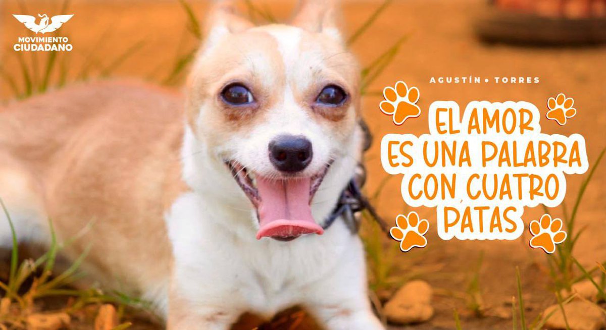 Agustin_TorresD's tweet photo. Nuestras mascotas son un recordatorio constante de que la vida puede ser simple y hermosa. Sabemos lo importante que son para nuestras vidas, por eso a través de campañas de vacunación gratuitas en @MovCiCoatza cuidamos del #BinestarAnimal 🐶 ❤️ https://t.co/ZbVG0u4isP