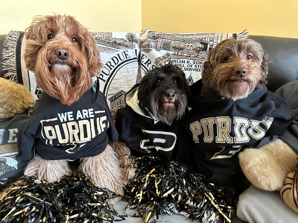 I think the dogs enjoyed their Day of Giving photo shoot almost as much as I did! Boiler up pups!!!  
#PurdueDayofGiving
#PurdueEDU
