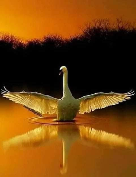 lotochi4's tweet photo. Good evening everyone https://t.co/GKxWUGONA9