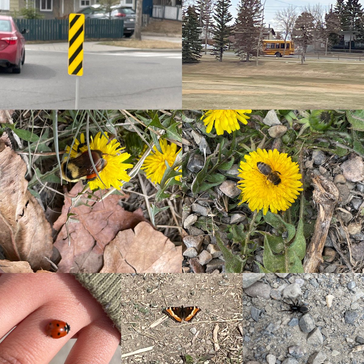 Weescientists's tweet photo. Looking for anything insect related! What a score: ants, a honey bee, bumblebee, lady bugs, butterflies and a spider. All in our school yard. We also spied lots of things that use black and yellow! #takemeoutside #kindergarten #wearecbe #scienceplay #naturehunt https://t.co/0dH5sNIHzn