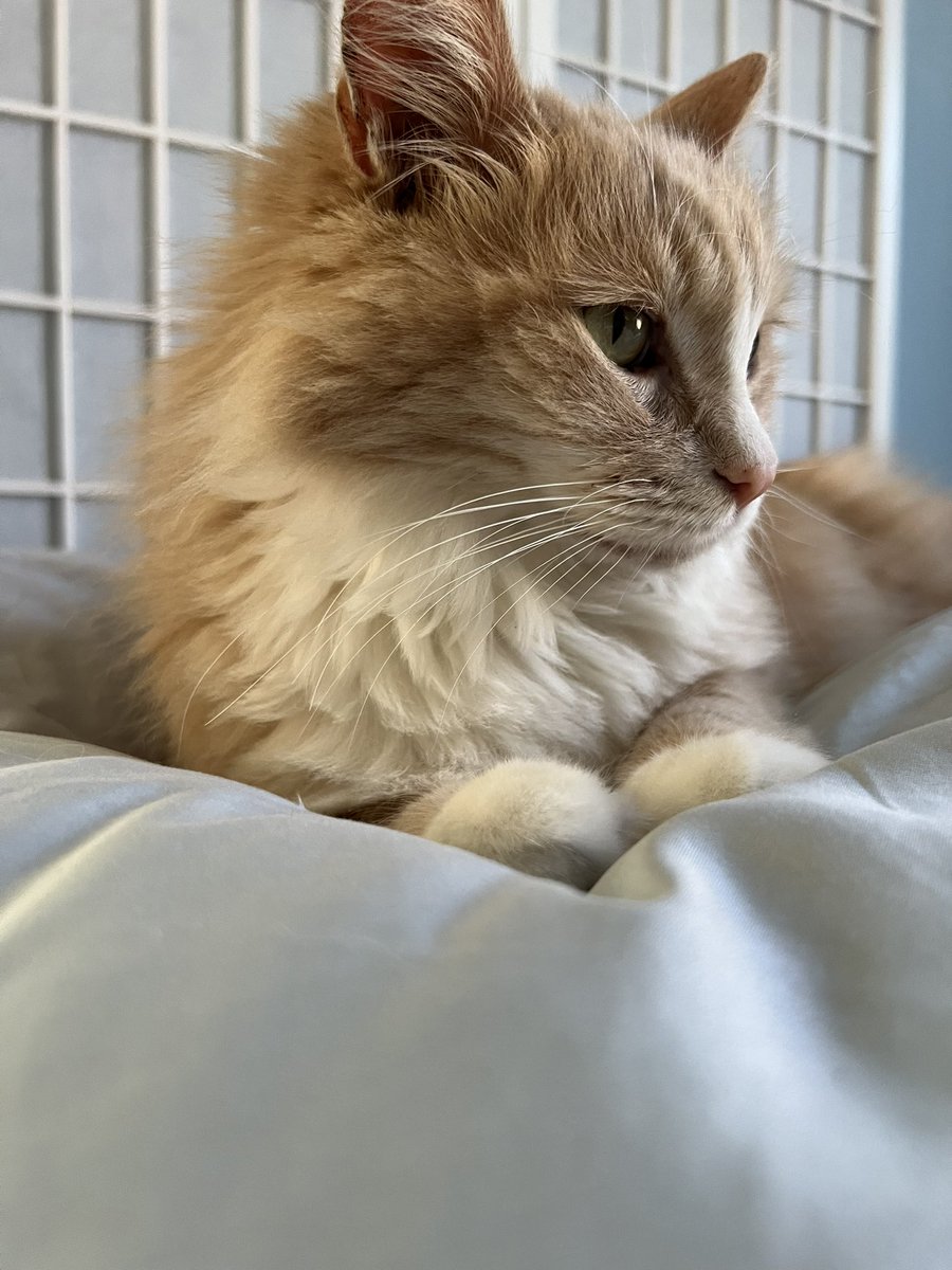 AlyssaR426's tweet photo. Watching #Dodgers #baseball with my loyal  #BaseballCat 
Clearly IS interested in baseball. #Cats #CatsOnTwitter #Baseball  #GoDodgers 💙⚾️💙⚾️💙⚾️💙⚾️💙⚾️💙⚾️💙⚾️ https://t.co/wJ5e2HB56G