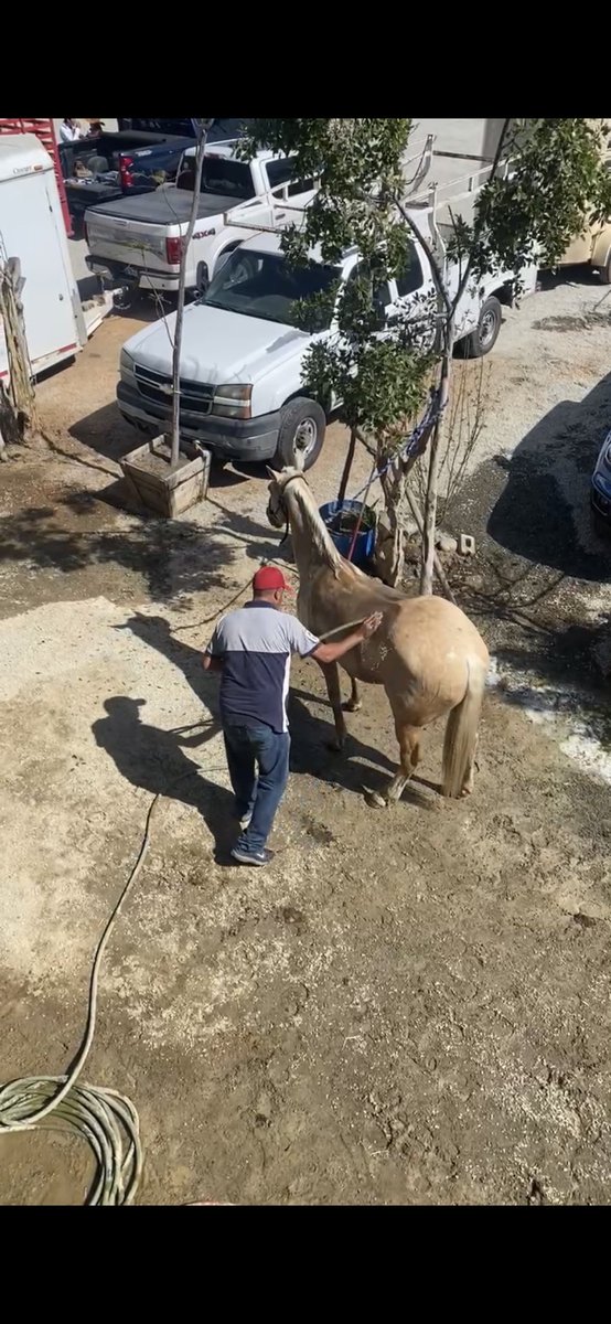FranciscoUrte's tweet photo. Getting the horses clean and cool down before taking them back to the stables

#SWC #Breaking_News #PopUpNewsRoom https://t.co/g7b1hYUYCA