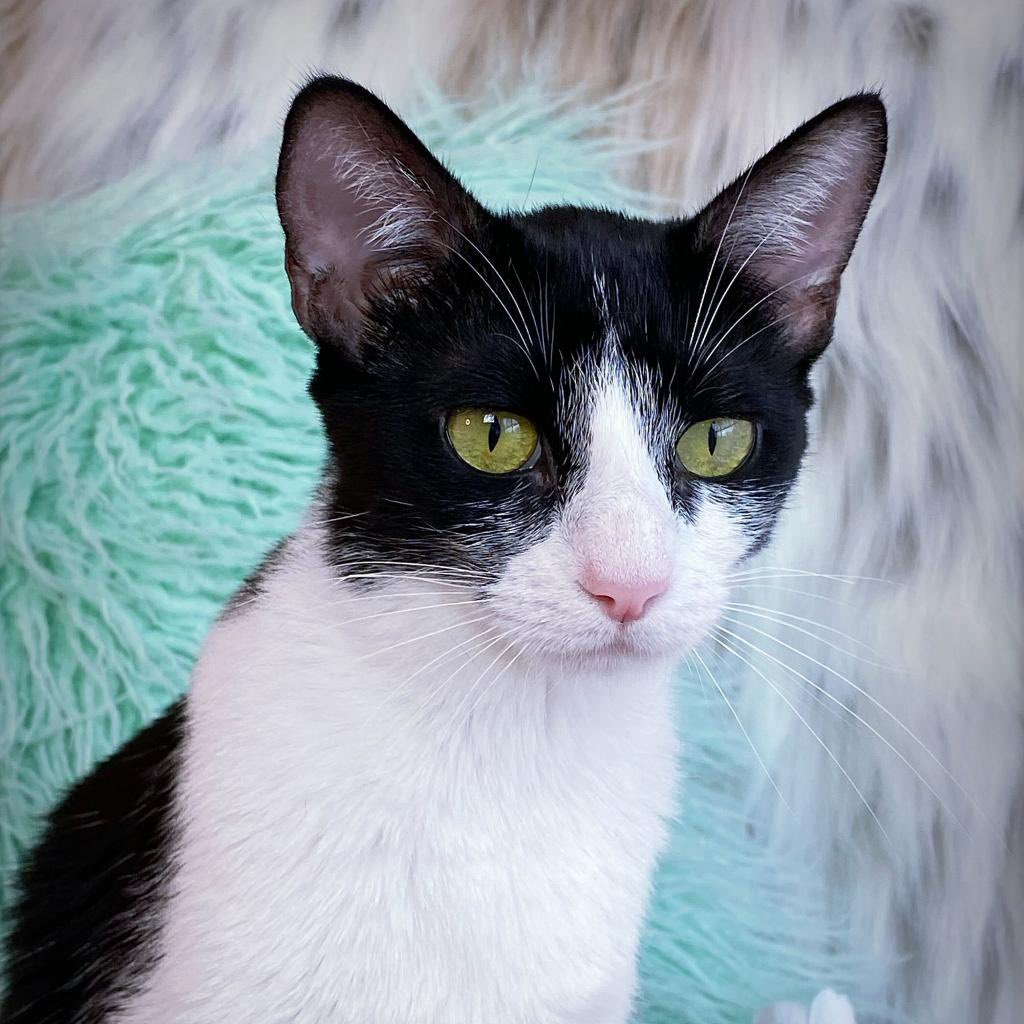 🌼 Marlene 🌼

#cats #adoptMe