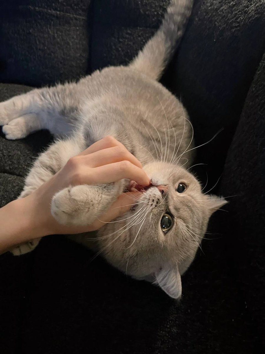 Praskogplm's tweet photo. Steal a friend's cat? hhh https://t.co/E0uqmPo8Nb