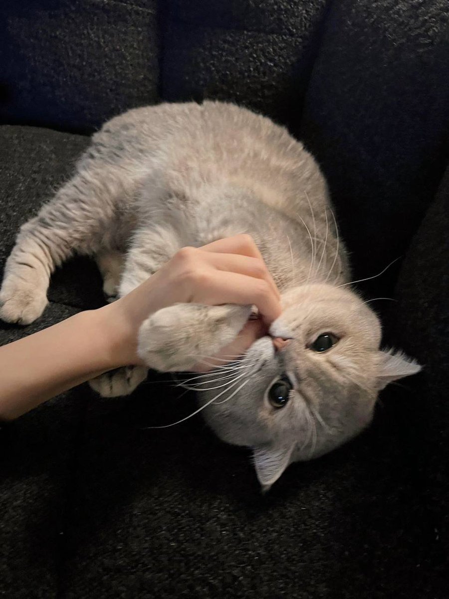 Praskogplm's tweet photo. Steal a friend's cat? hhh https://t.co/E0uqmPo8Nb