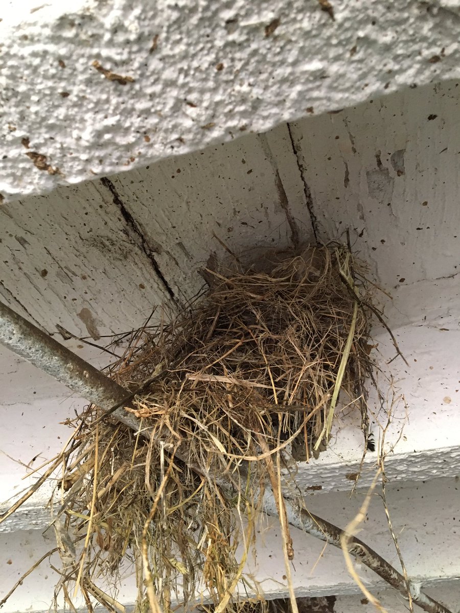 The swallows are busy with spring work