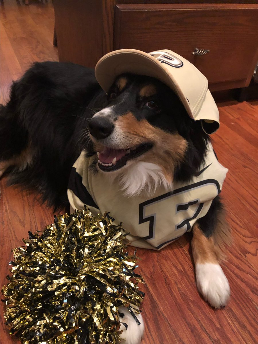 Hudley’s been supporting the #PurdueDanceTeam today &amp; you should too! 

Less than 4️⃣ hours remain of #PurdueDayofGiving, please kindly consider donating to PDT using the link in our bio so we can continue to CHEER on our Boilermakers!💛🖤🚂🐶