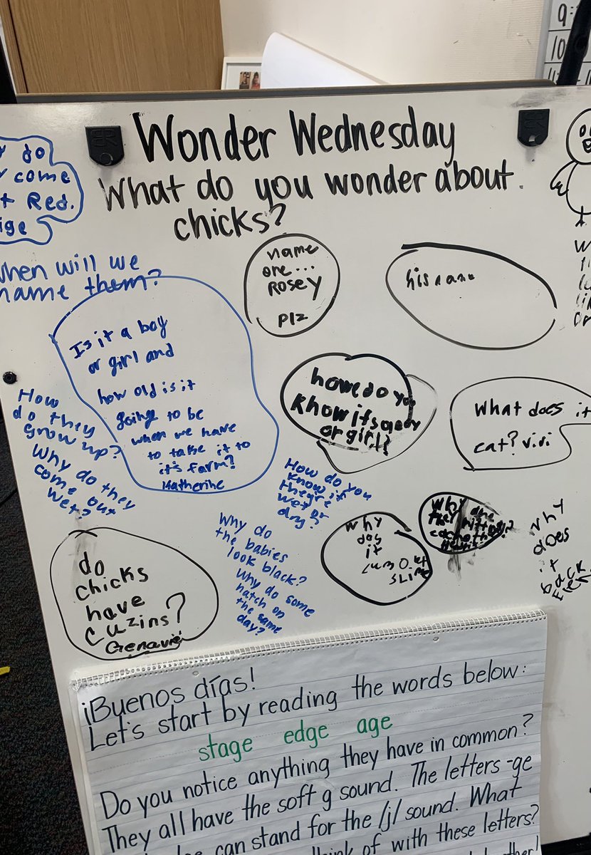 MrsO_TCE's tweet photo. Our chicks have finally started hatching! We now have 4 with one more currently hatching. Students are so excited to learn more about them. In my experience, animals in the classroom = amazing student engagement! 🐣 🐣 🐣 🐣 #TCECardinals https://t.co/3L4bXzgfNP