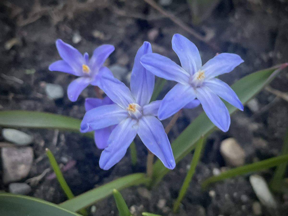The first flowers are blooming at Fox Haven and just in time for Beltane! #springflowers #beltaneflowers #flowers