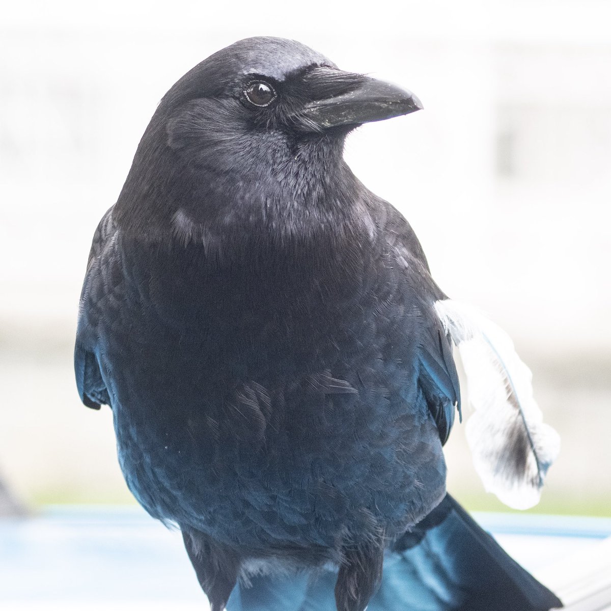 Is it a magpie? 
Is it a new crow/Steller’s Jay hybrid? 
No, it’s White Wing who hopped out of a hedge for a short break from egg sitting and got an unexpected colour boost from the blue car she landed on.