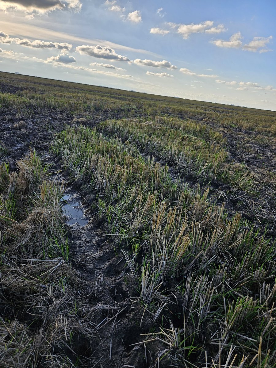 PolachoApolant's tweet photo. Dónde todo arranca.  La comida de 4 años de esta pastura depende del logro que tengan estás guapas semillas en implantarse y convertirse en plantas que transformen luz del sol en kilos de carne. Pradera sobre rastrojo de arroz. sembrada hace 5 días. 
#FestucaMALMA 
@GentosUy https://t.co/TLiJlmMCTK