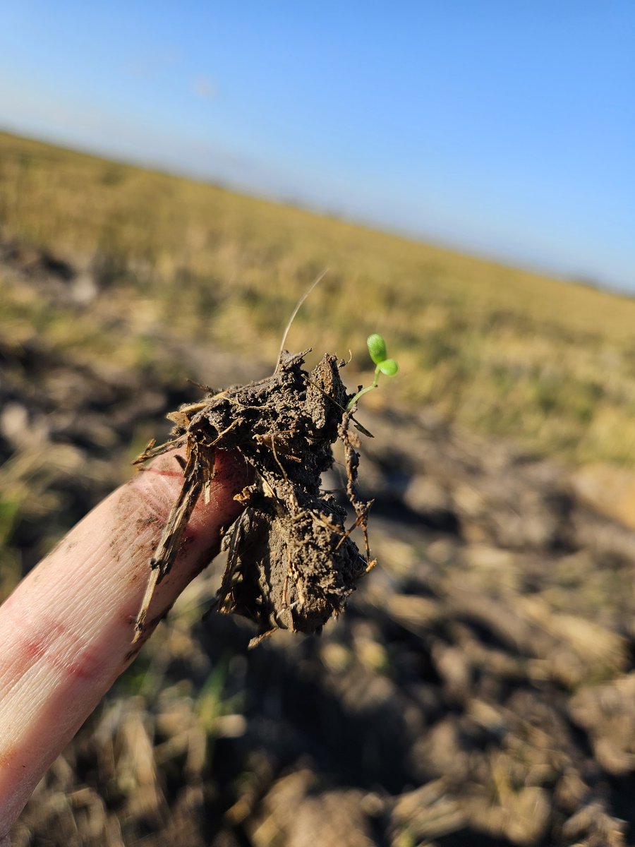 PolachoApolant's tweet photo. Dónde todo arranca.  La comida de 4 años de esta pastura depende del logro que tengan estás guapas semillas en implantarse y convertirse en plantas que transformen luz del sol en kilos de carne. Pradera sobre rastrojo de arroz. sembrada hace 5 días. 
#FestucaMALMA 
@GentosUy https://t.co/TLiJlmMCTK