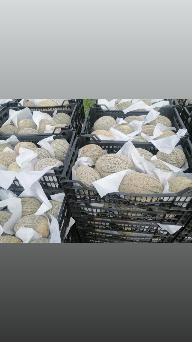 ElemanFor's tweet image. Cantaloupe 🍈 from Egypt 🇪🇬