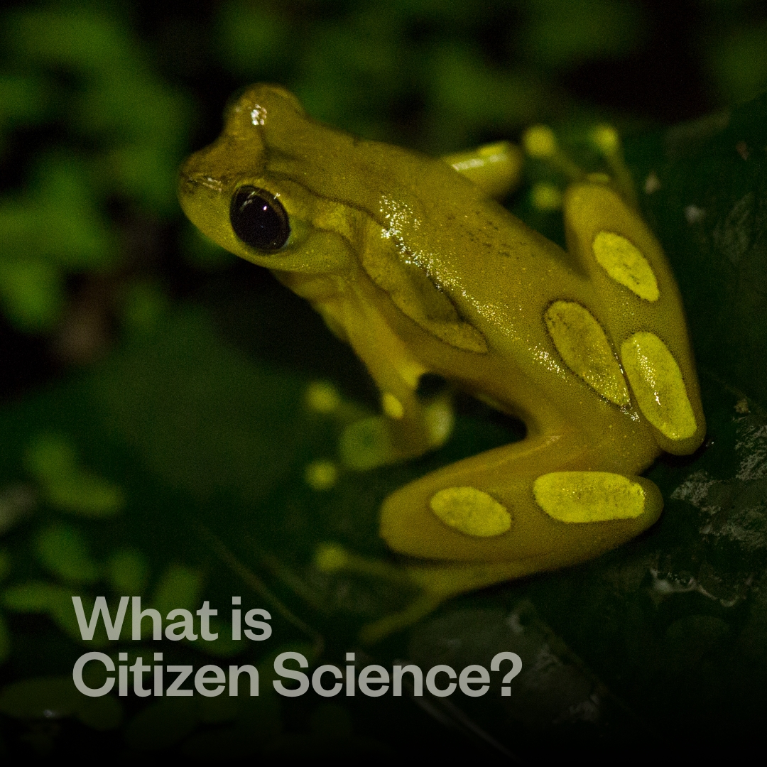 Age of Union tweet media